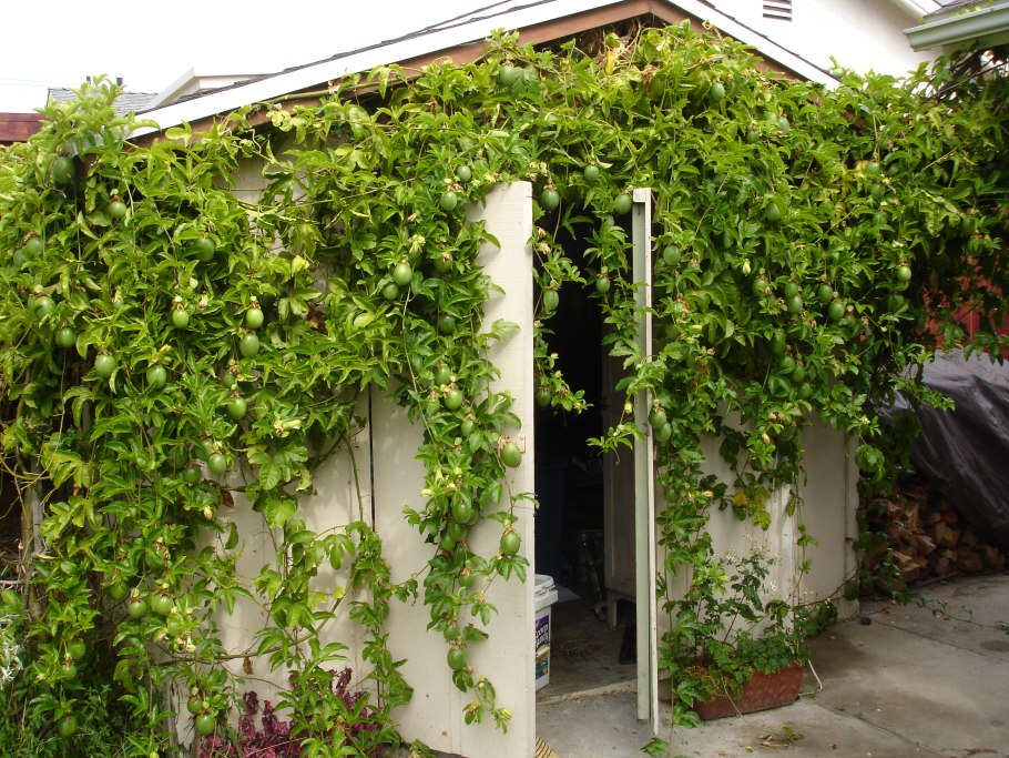 Кампсис укореняющийся Габор