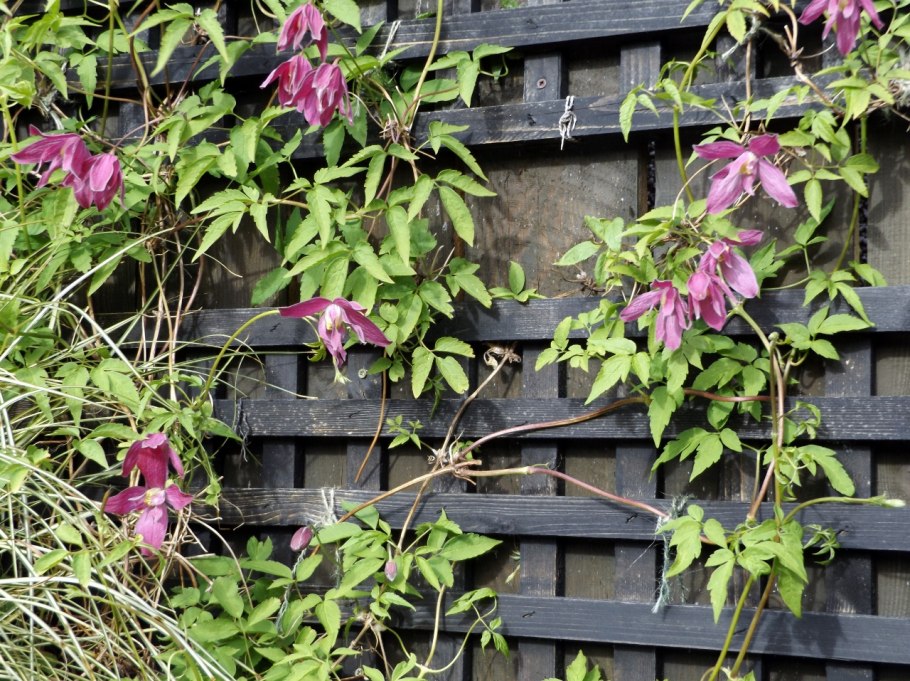 Кампсис укореняющийся