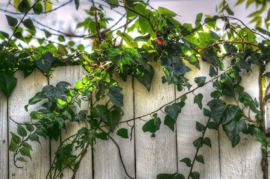 Плющ обыкновенный