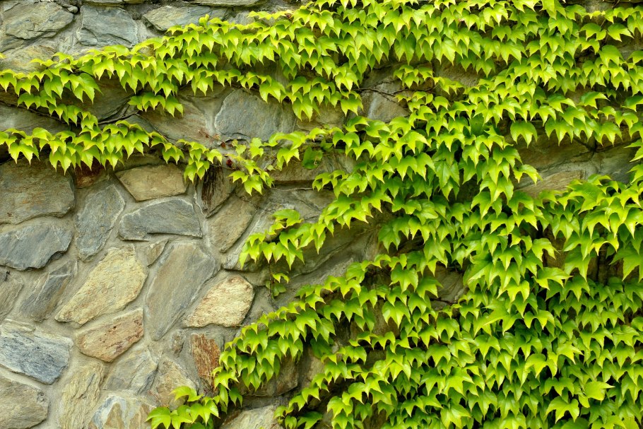 Клематис княжик Вилли