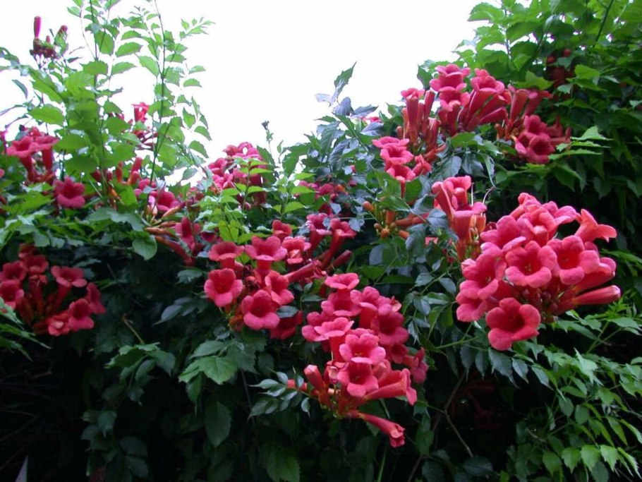 Клематис Сибирский княжик