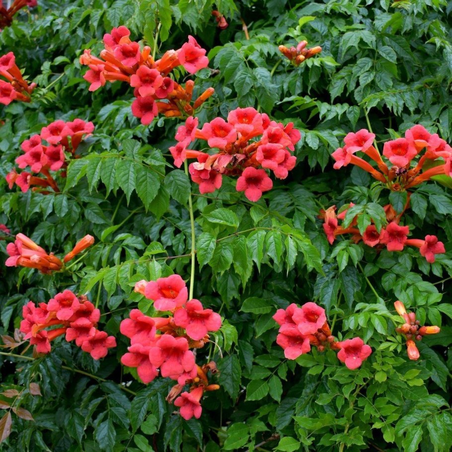 Глициния китайская Блю сапфир