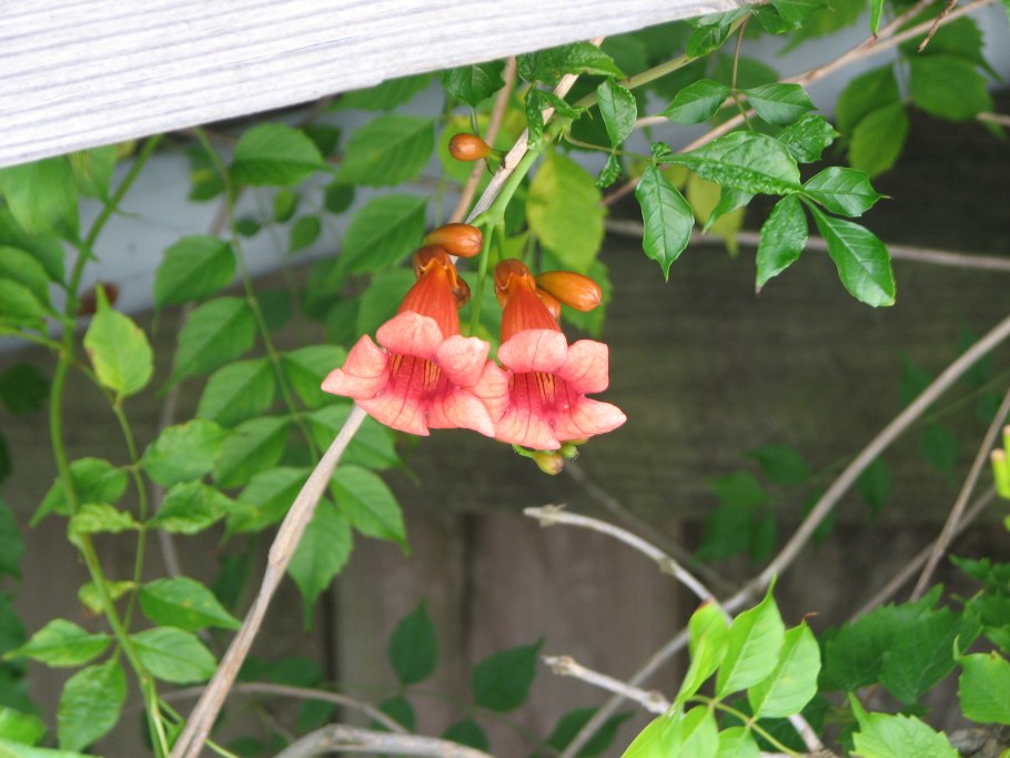 Акебия пятерная