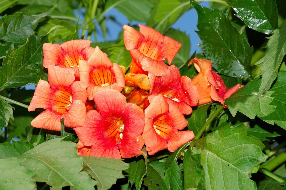 Луносемянник и плющ