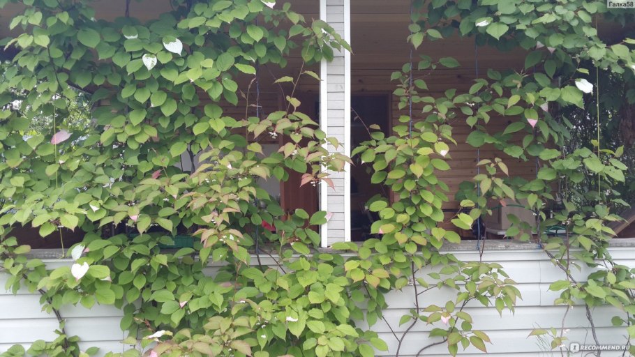 Кампсис Лиана