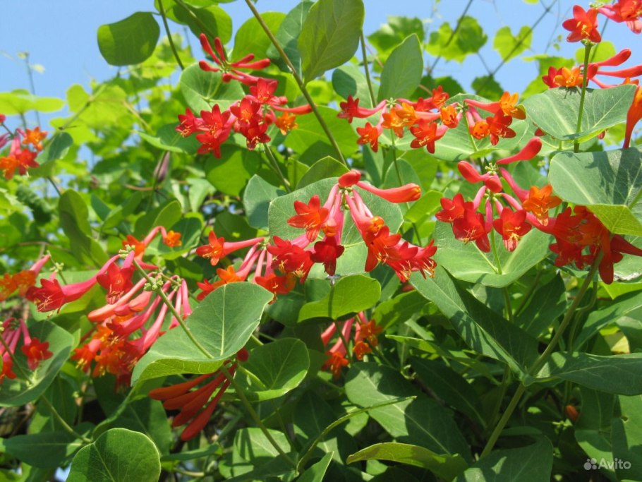 Глициния сиреневая "китайская"