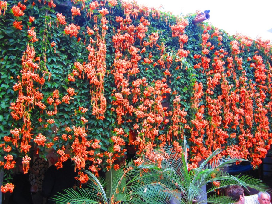 Кампсис укореняющийся