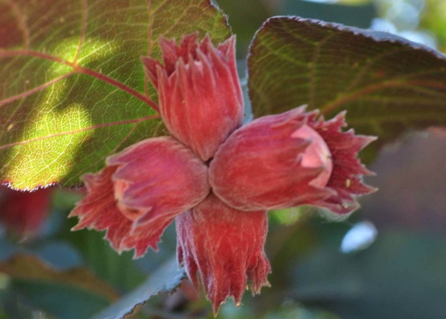 Бук Лесной purpurea