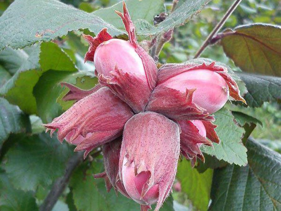 Corylus maxima purpurea