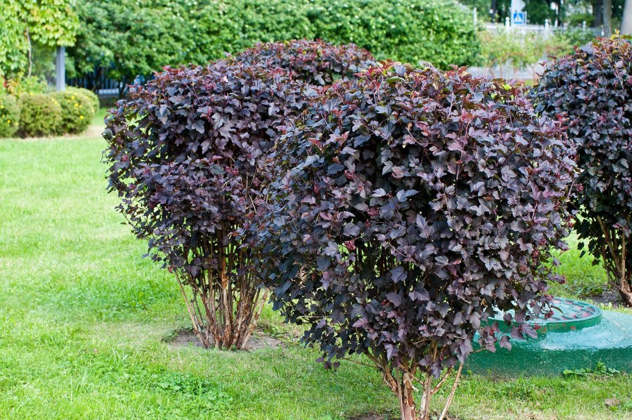 Лещина обыкновенная purpurea