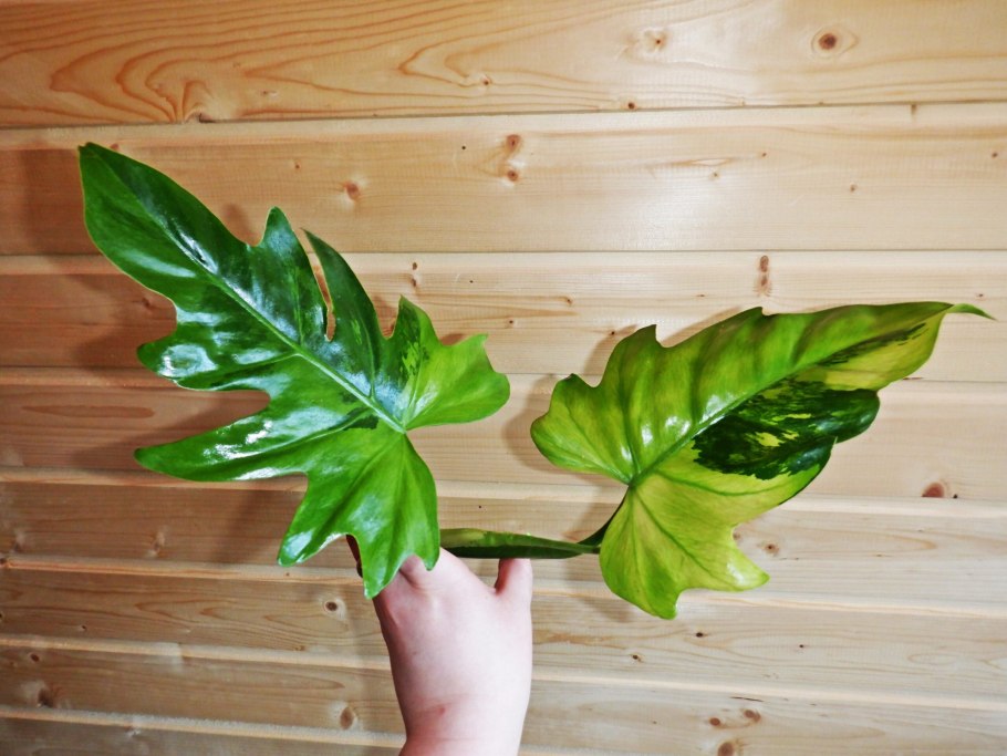 Paper Gold Black Philodendron