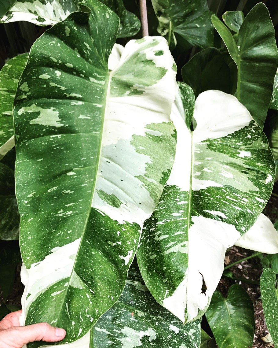 Филодендрон subhastatum