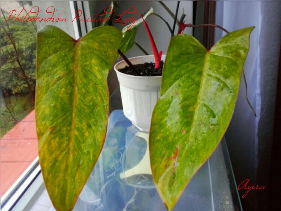 Филодендрон giganteum variegata