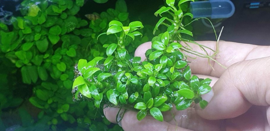 Анубиас Чили