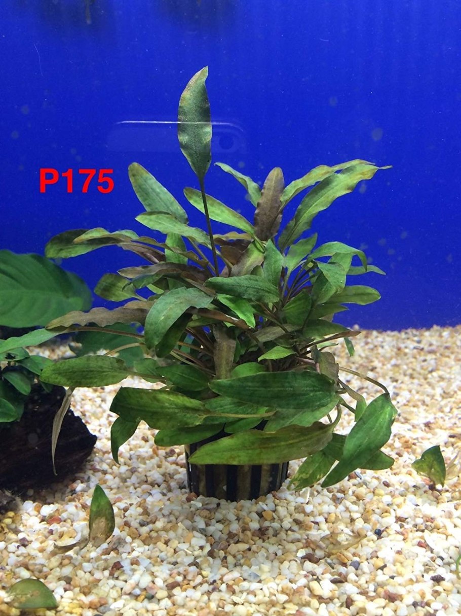 Анубиас Нана