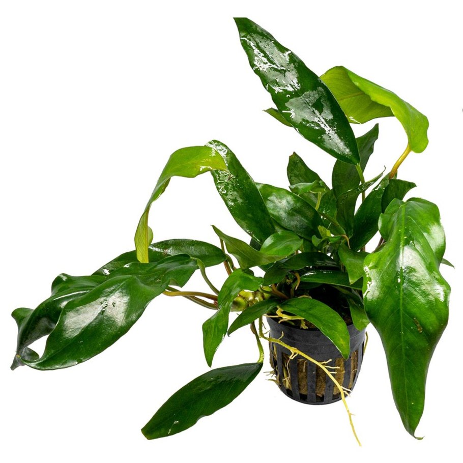 Анубиас Чили