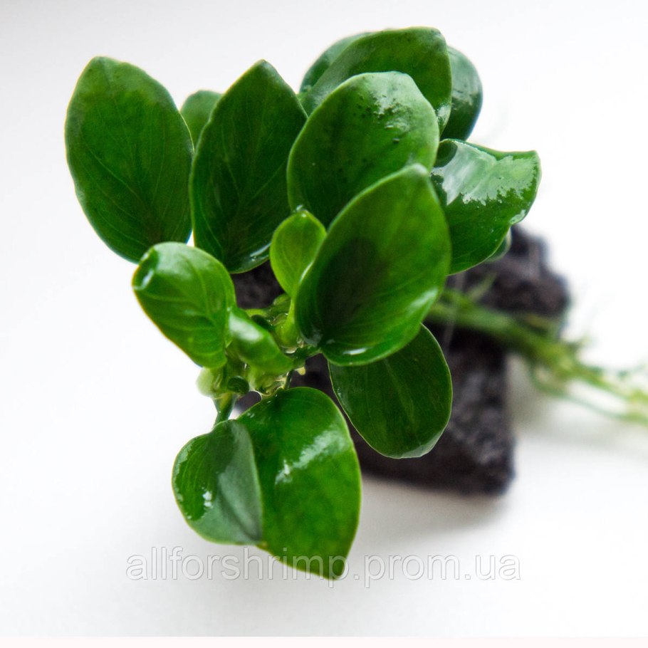 Анубиас Минима (Anubias barteri var. Glabra f. minima)
