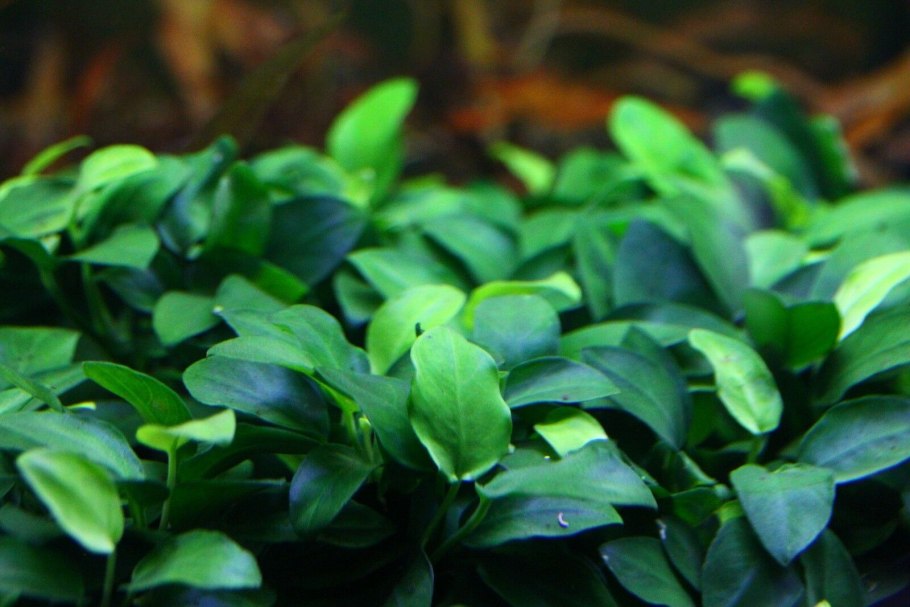 Anubias SP Chili