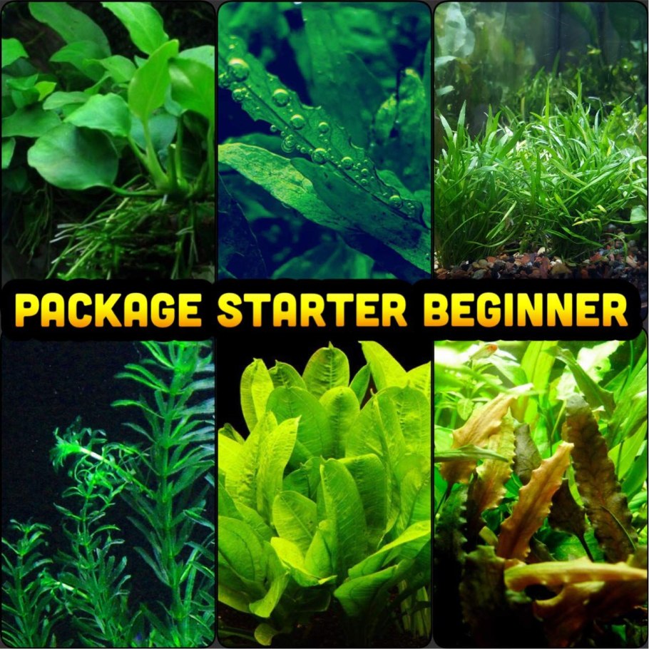 Гидрокотила трипартита аквариумное растение