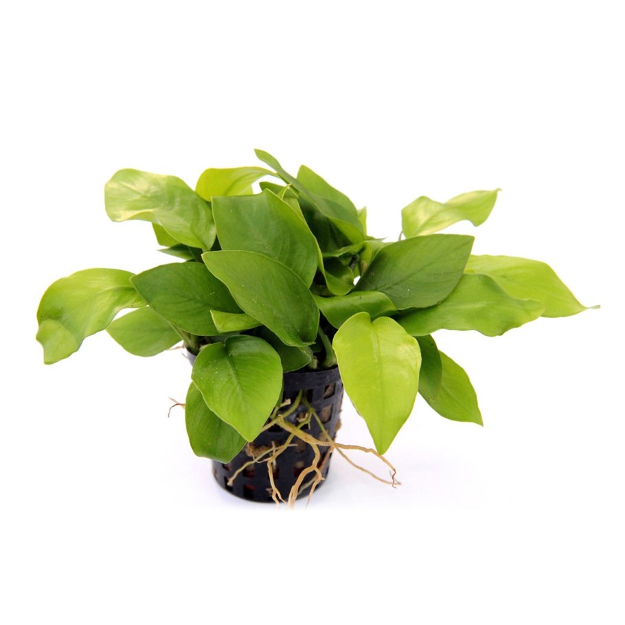 Anubias barteri Striped