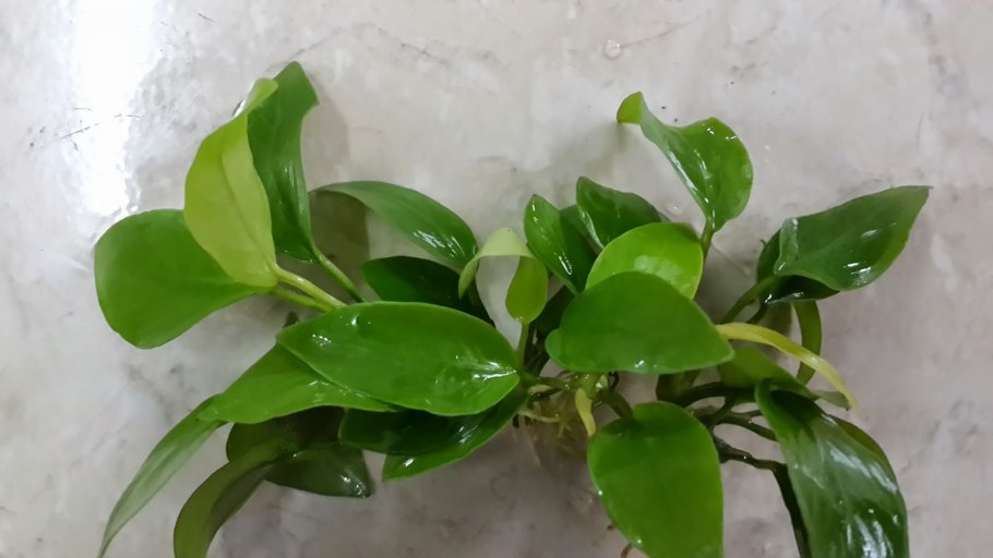 Анубиас Чили