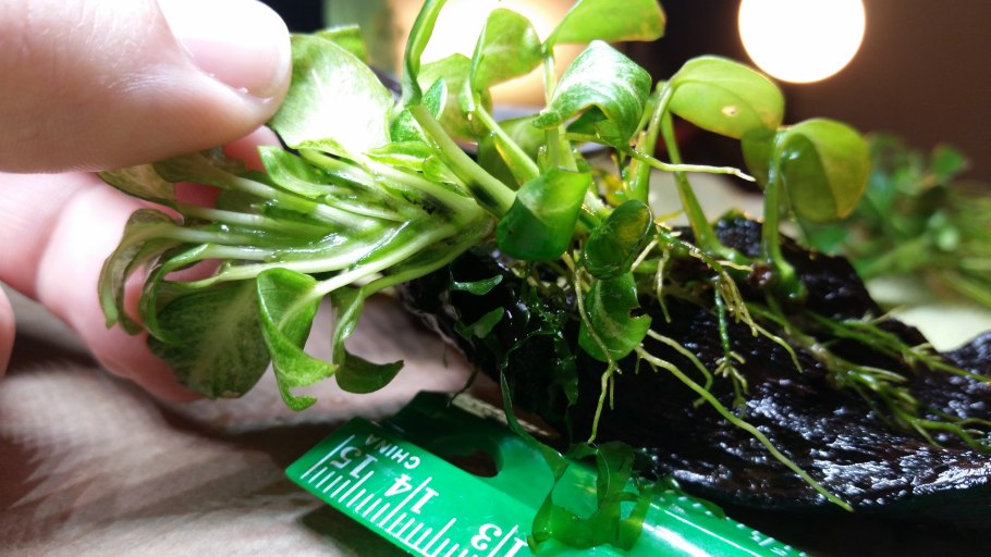 Анубиас Стардаст Anubias Stardust