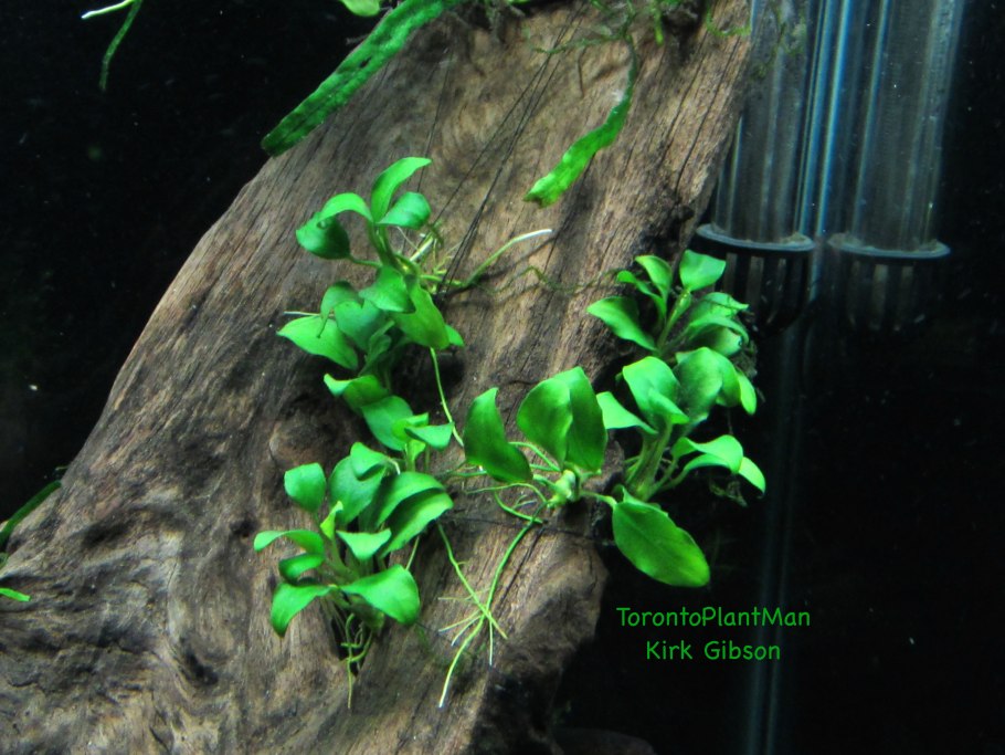 Анубиас анубиас Чили