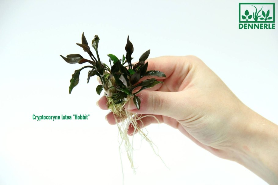 Anubias Nana "Golden Coin