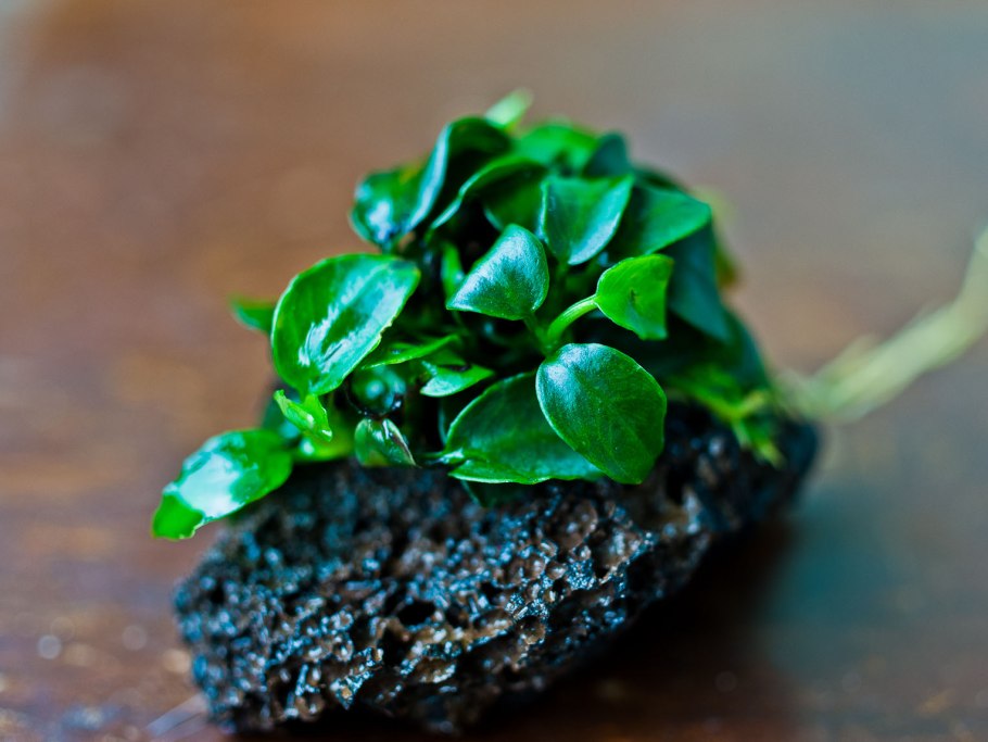 Barteri var. Nana Gold