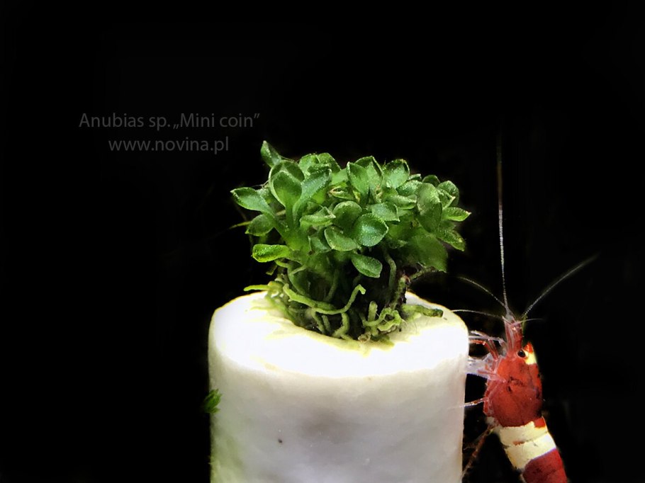 Анубиас бартери Нана-Петит