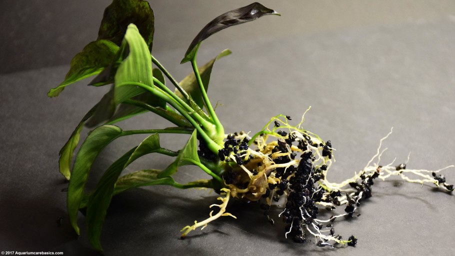 Анубиас Минима