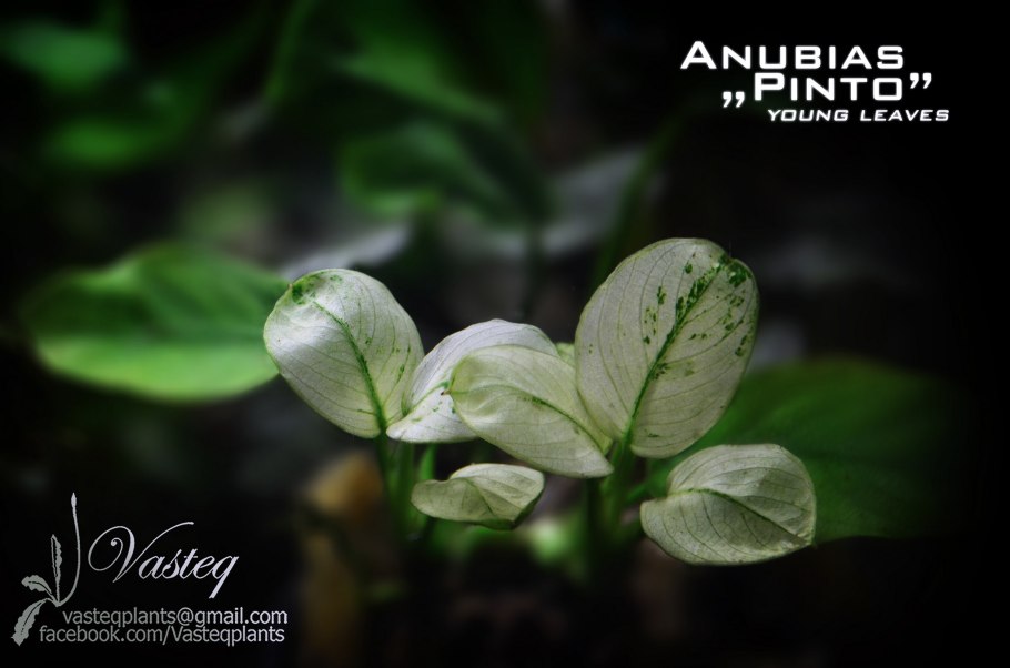 Анубиас мини Петит