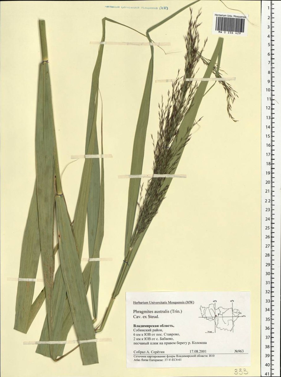 Phragmites Australis (Cav.) Trin. Ex Steud. Тростник Южный