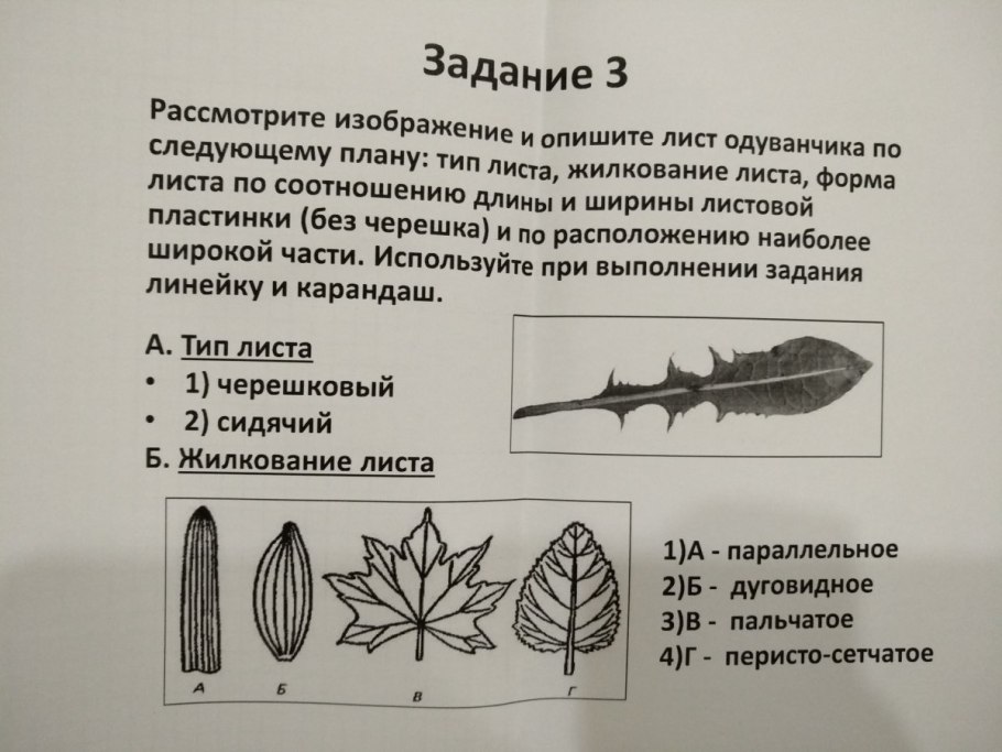 Лист гинкго билоба вектор