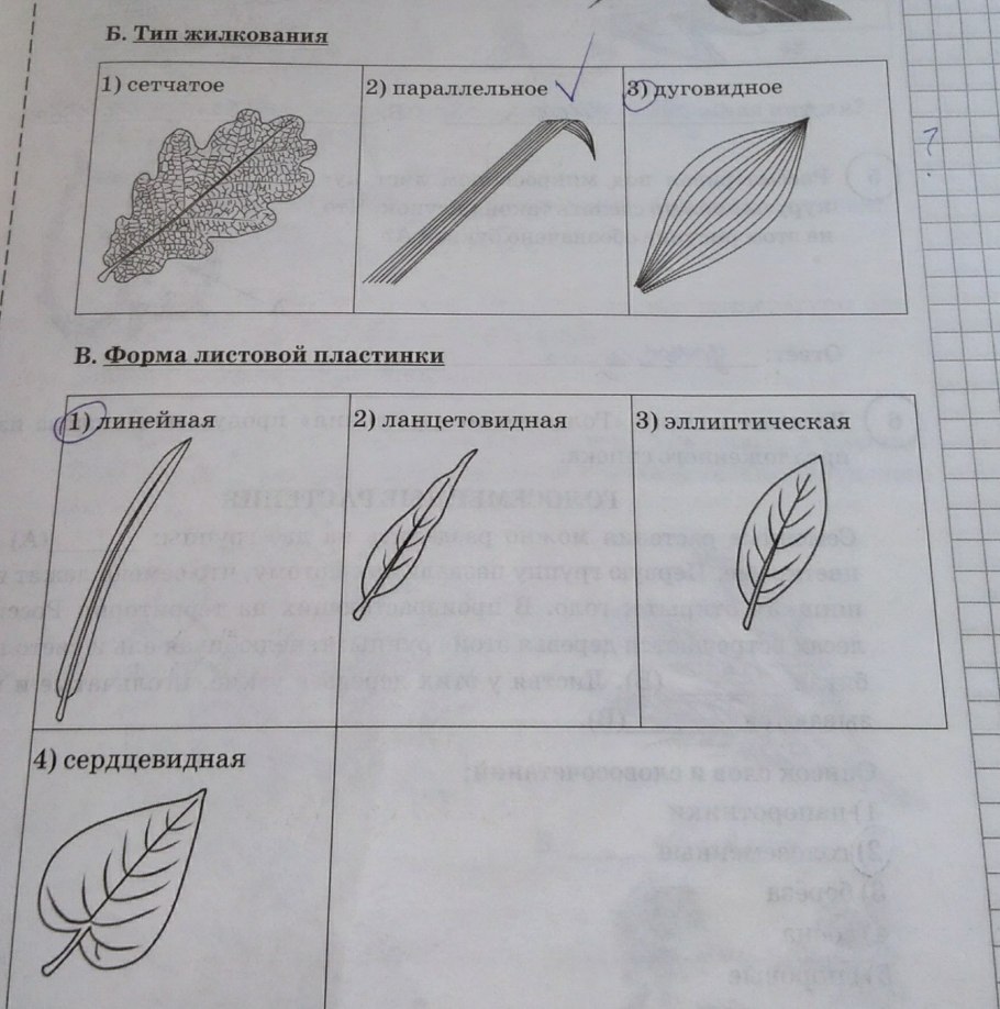 Типы жилкования листовой пластинки