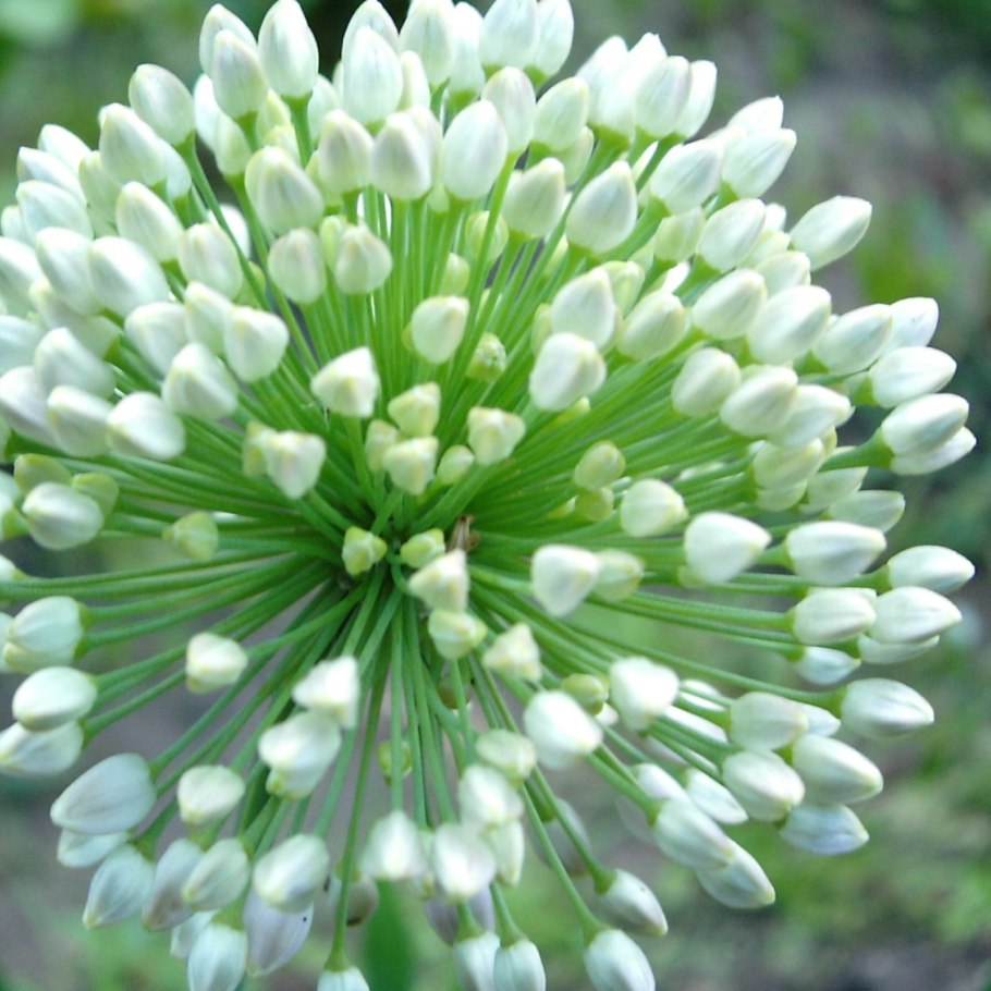 Floral Formula onion