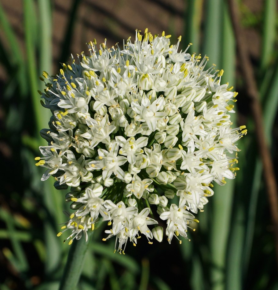 Лук Allium Cepa