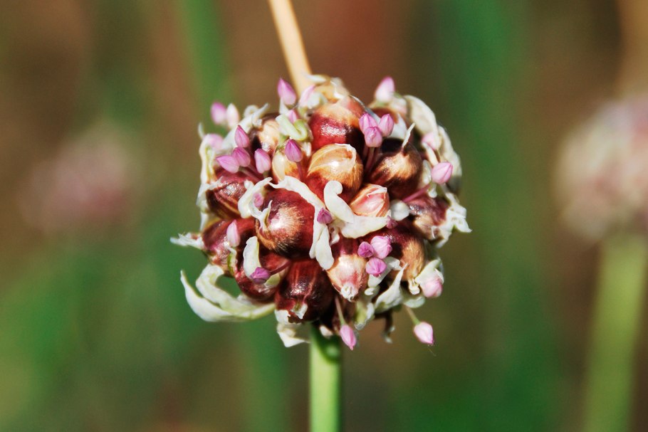 Чеснок семена бульбочки