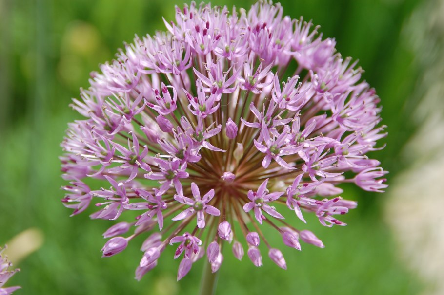 Allium hymenorhizum