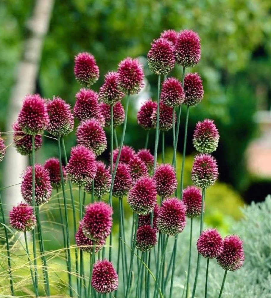 Аллиум Круглоголовый sphaerocephalon