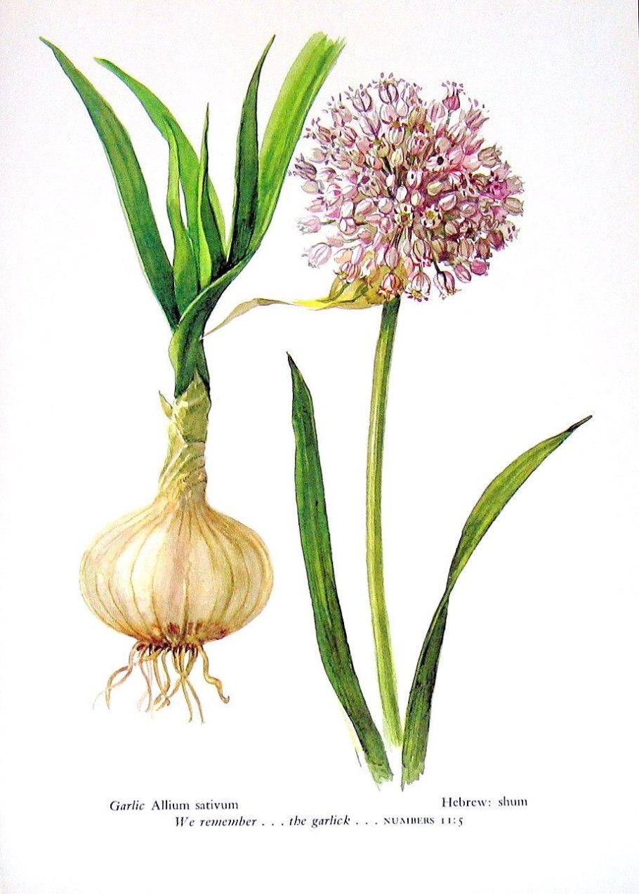 Чеснок Allium sativum
