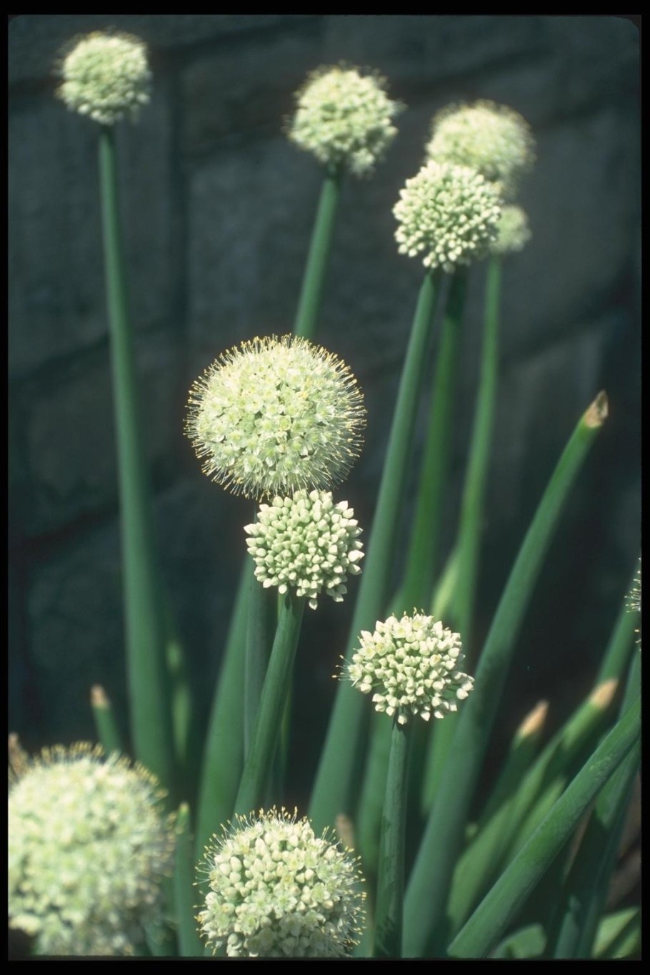 Луковые соцветие