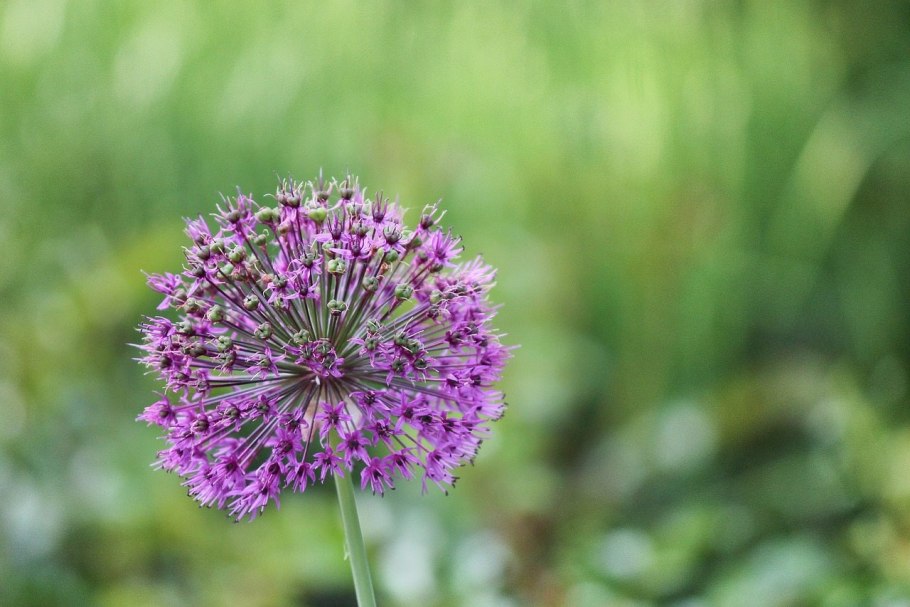 Allium ascalonicum
