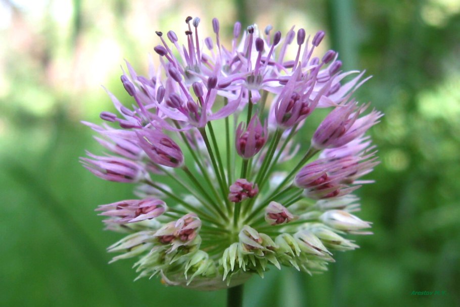 Соцветие лука репчатого