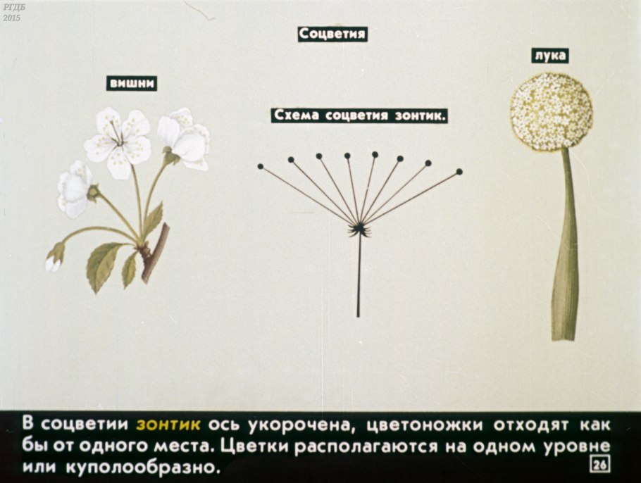 Лук вид соцветия