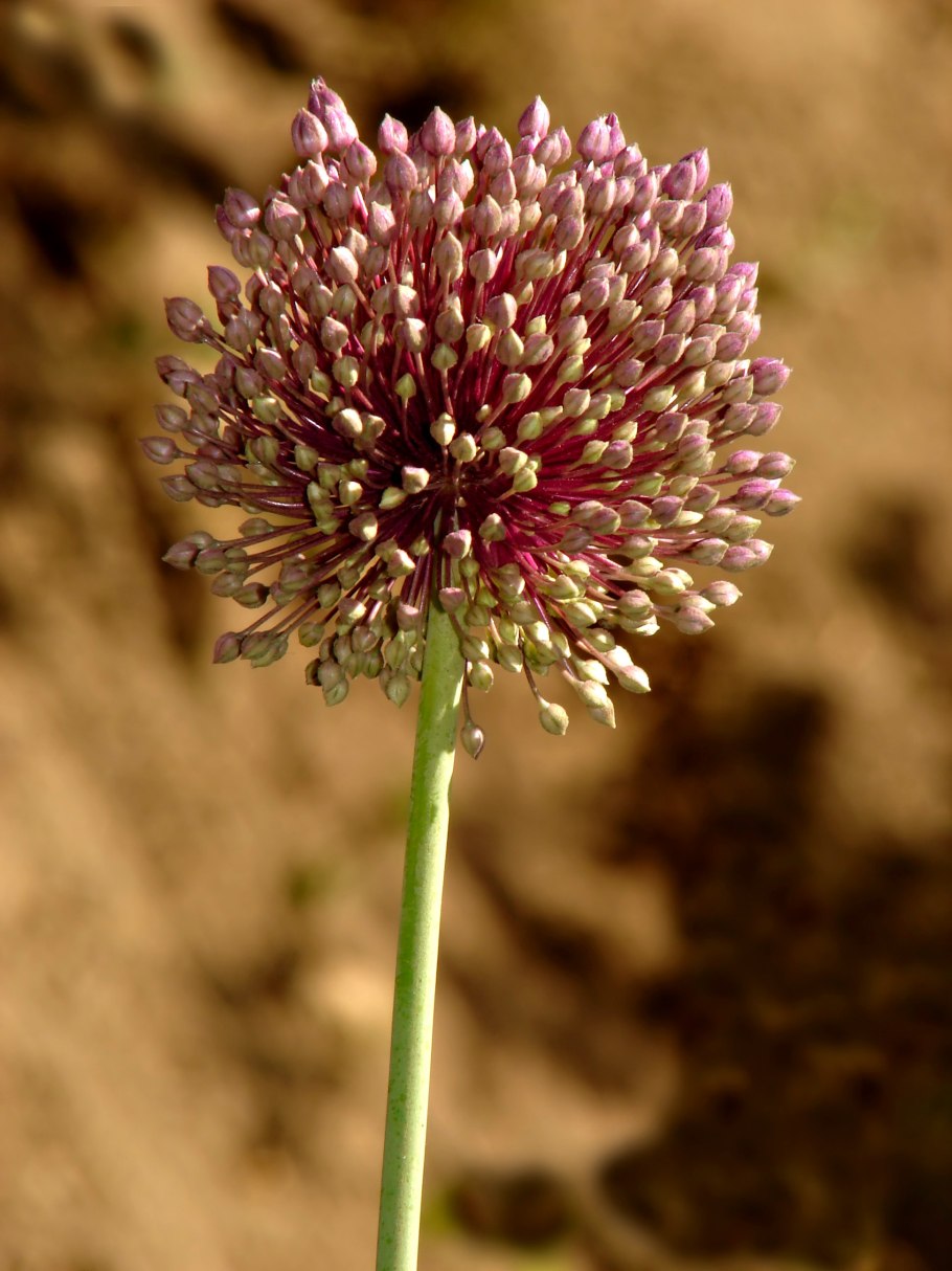 Allium Cepa растение