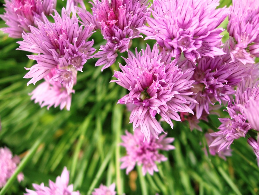 Лук репчатый шнитт