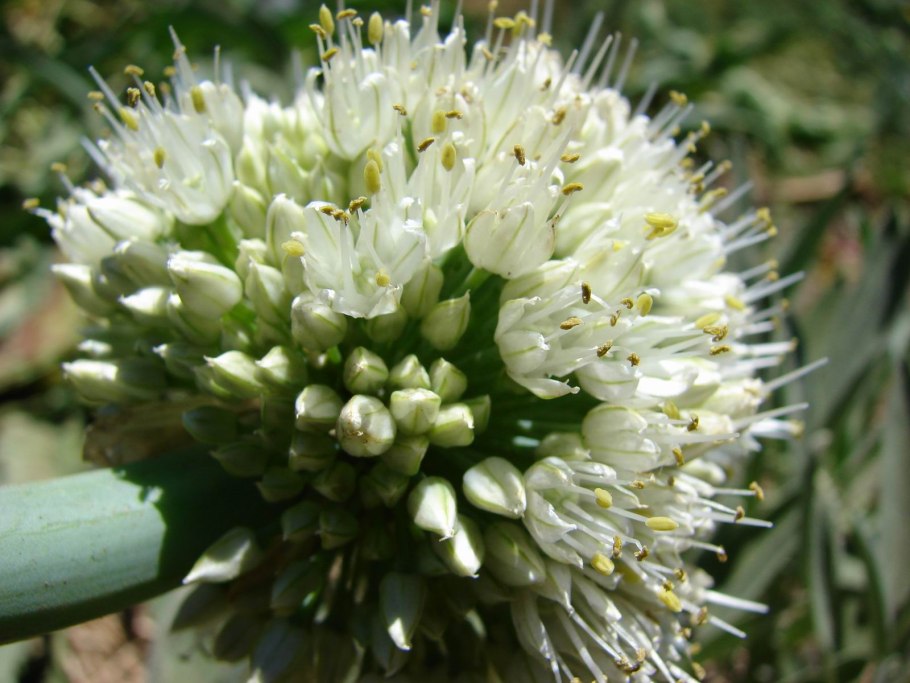 Allium -аллиум fistulosum