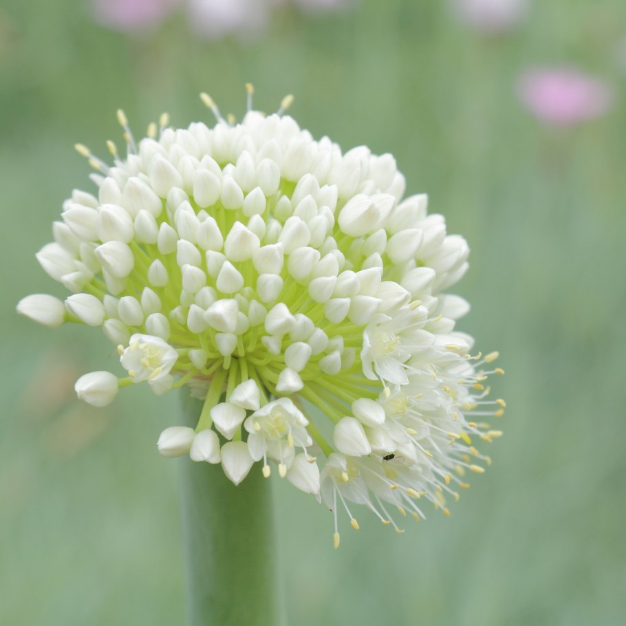 Allium pskemense