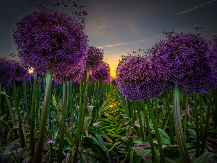 Аллиум Пепл Рейн